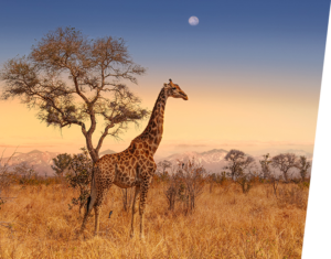 South Afric
