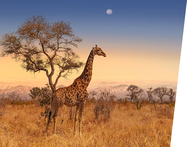 South Afric South Afric